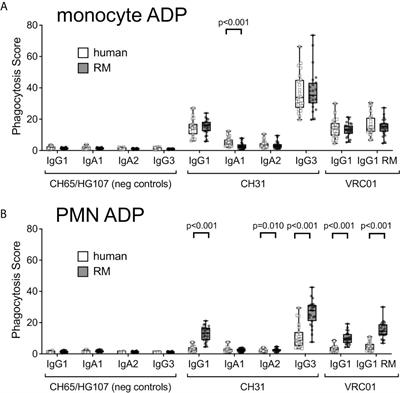 Functional Homology for Antibody-Dependent Phagocytosis Across Humans and Rhesus Macaques